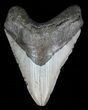 Megalodon Tooth - North Carolina #59188-1